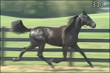 Donato Hanovers In High Demand 