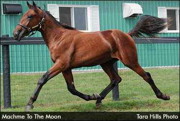 Machme To The Moon Tops Forest City Session