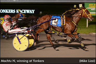 The Molson Pace Dark Horse?