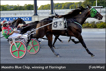 Track Record For Maestro Blue Chip