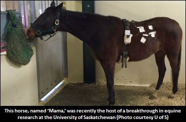 Breakthrough In Equine Research