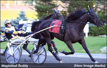Mapleleaf Buddy Retired