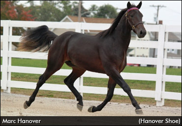 Canadians Stepping Up In Harrisburg