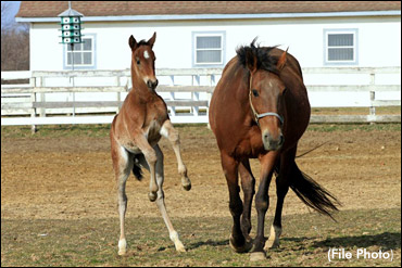 Here's To Our Breeders Here's To Our Breeders