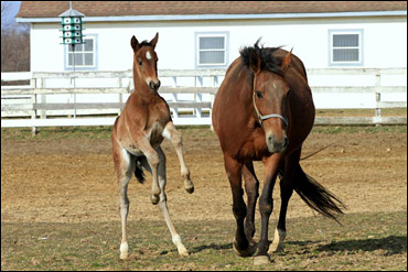 OHR Announces Breeder Support