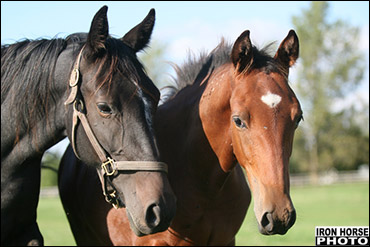 Breeders Win Lawsuit Against Province of Ontario