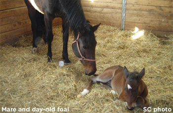 Important Notes For Breeders