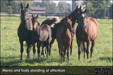 Register Foals Early And Save!