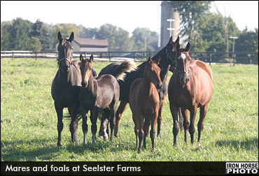 Open House To Showcase Breeders Love Of Horses 