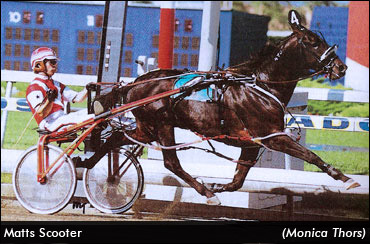 Matts Scooter Euthanized