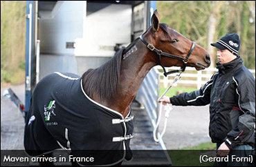 Maven Set For French Debut