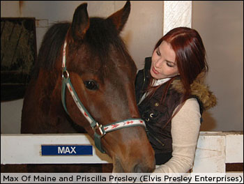 Blue Suede Horseshoes