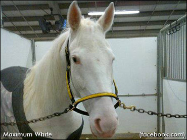 Rare White Standardbred Winner