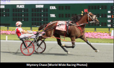 New Stallions To Alberta