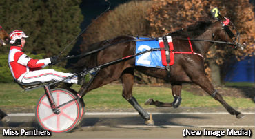 Favoured Fillies Win In Celias Counsel