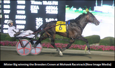 Mister Big To Help Equine Guelph