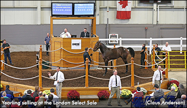 London Selected Yearling Sale Wraps