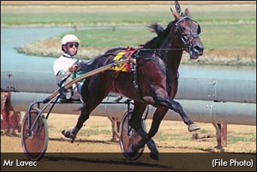 Ontario Stallion A Life-Changer