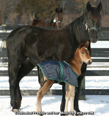 Southwind Welcomes Muscle Hill Colt