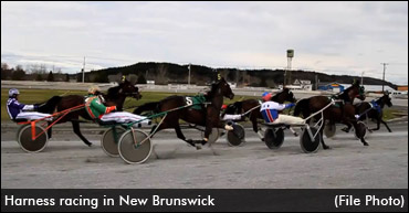 Despite Struggles, NB Horses Thriving