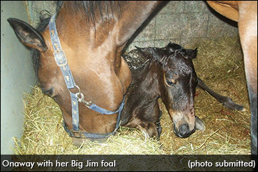 First Foal For Christmas Gift Mare