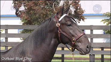 First Goshen Yearling Sale Complete