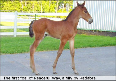 Hall Of Fame Foal Arrival