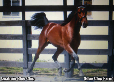 Nichol Nabs Quatrain Blue Chip