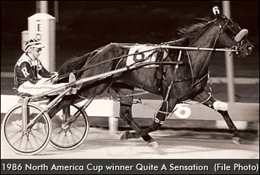 Quite A Sensation Euthanized