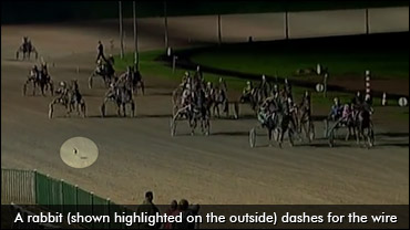 ...And He Wins By A Hare?