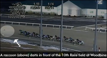 Raccoon Causes Refunds At Woodbine 