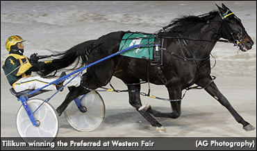 Tilikum Tops London Preferred