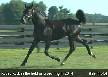 Pacing Colt Brings Trainer Back
