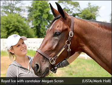 Royal Ice Hot Heading Into Hambo