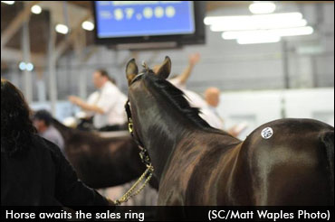 Fall Extravaganza Mixed Sale Cancelled