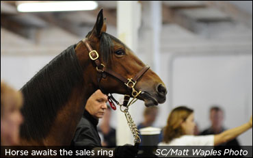 Canadian Yearling Sale Catalogue Online