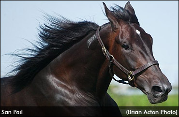 San Pail: Horse Of The Year?