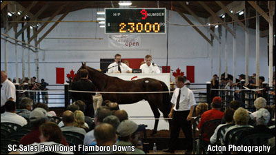 Canadian Open Yearling Preview