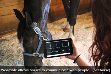 Horses Communicating With People