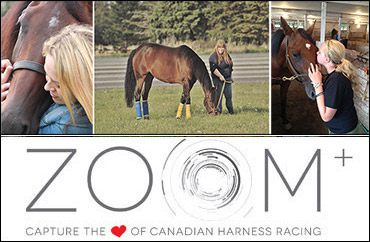 Meet My Horse Photo Challenge