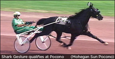 Shark Gesture Rebounds, Poof Shes Gone "Pacey"