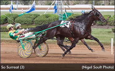 So Surreal Retired, To Stud