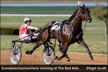 Owner Buys Phony Stallion Share