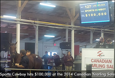 Canadian Yearling Sale Average Up
