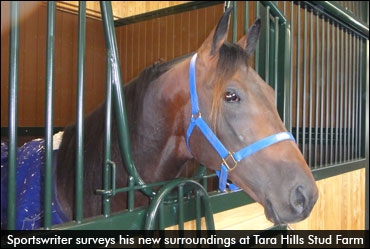 Tara Hills Stallions Return