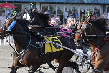 Standardbred Groups Meet