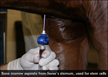 Stem Cell Therapy Speeds Healing