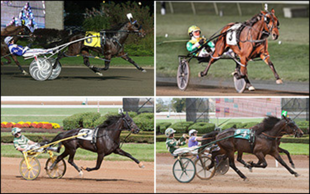 2014-dan-patch-2yo-winners-v2.jpg