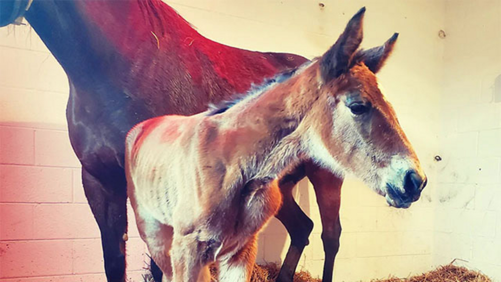 Winbak Farm's first foal of 2022