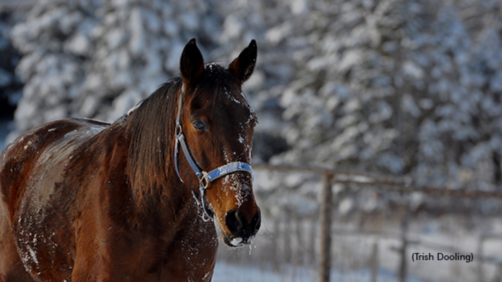 Heart of Harness Racing Calendar's February photo